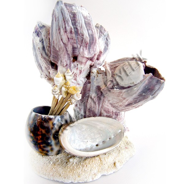 Kürdanlık - Barnacle Mercanlı