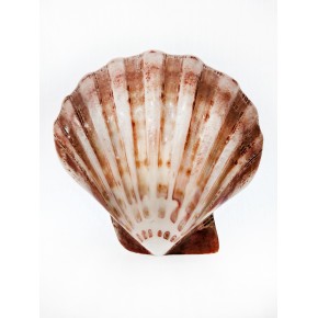 PECTEN NODUSOS - KAHVERENGİ 