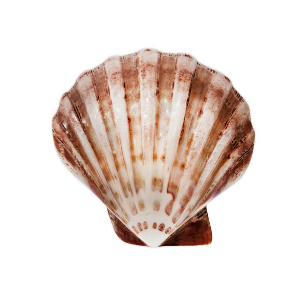 Pecten Nodusos Deniz Kabuğu - Kahverengi