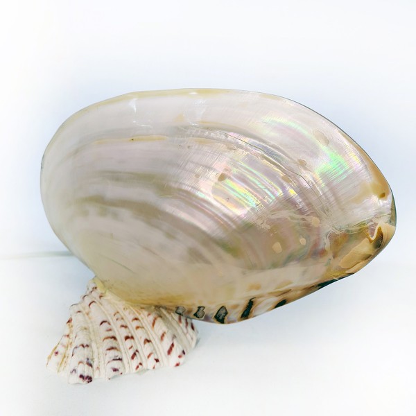 Macabe Lamba