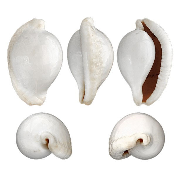 Ovula Ovum Deniz Kabuğu