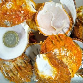SPONDYLUS UNPAIR