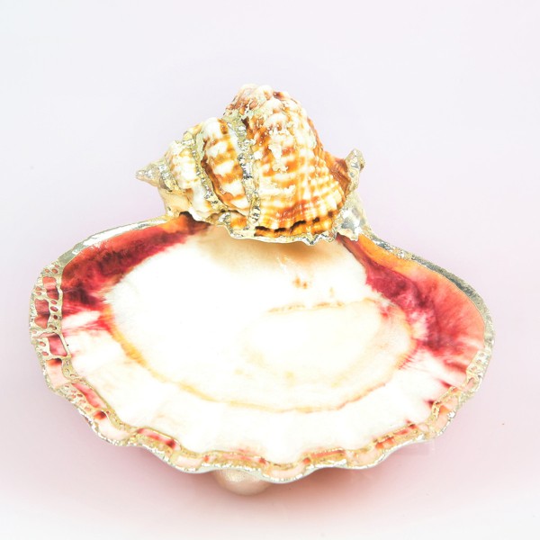 Pecten Turuncu Tabak Pecten Turuncu Tabak