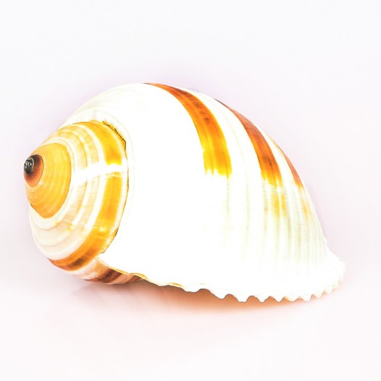 TUNA SULCOSA 3-4