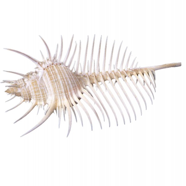 Murex Pecten Deniz Kabuğu - 6 inç