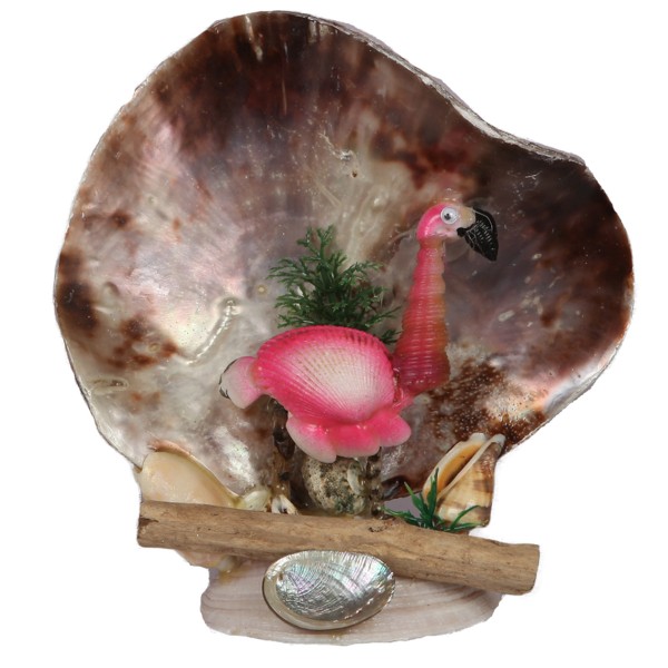 Placuna Flamingo Biblo Placuna Flamingo Biblo