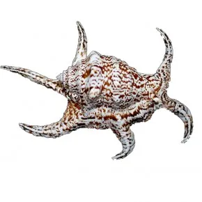 LAMBIS CHIRAGRA 6