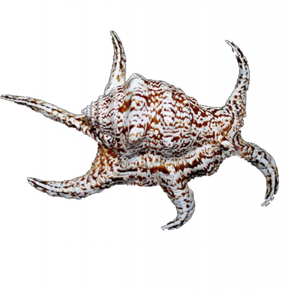 Lambis Chiragra Deniz Kabuğu - 6–7 inç