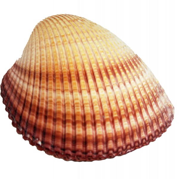 Brown Cochles Kapaklı Deniz Kabuğu - Büyük Brown Cochles Kapaklı Deniz Kabuğu - Büyük