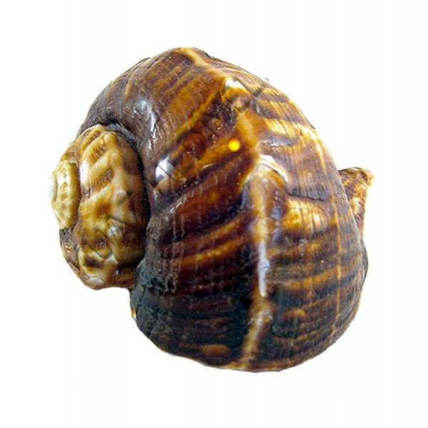 Bonea Rapana Deniz Kabuğu