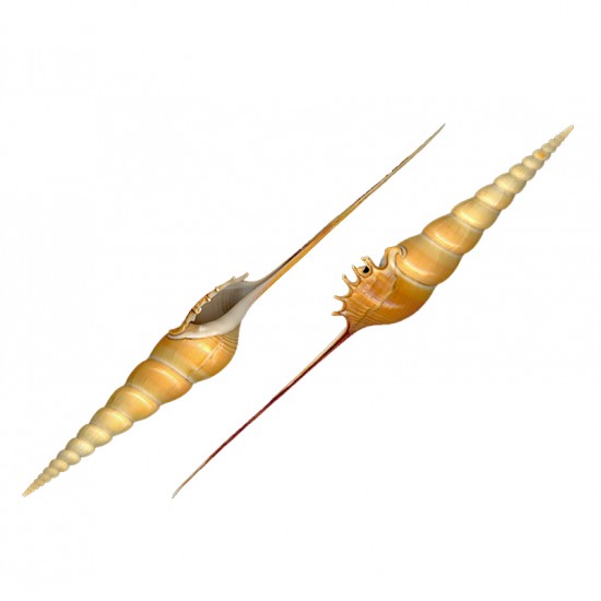 TIBIA FUSUS