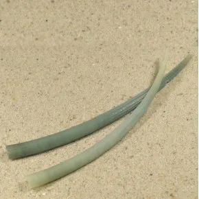 DENTALLIUM APRINUM