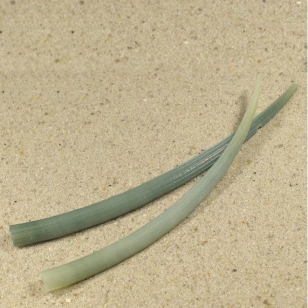 Dentallium Aprinum Deniz Kabuğu Dentallium Aprinum Deniz Kabuğu
