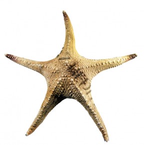 DENİZ YILDIZI-PH  12"-14"(SPECEMENT)