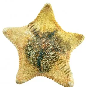 KUTU YILDIZ 6-7