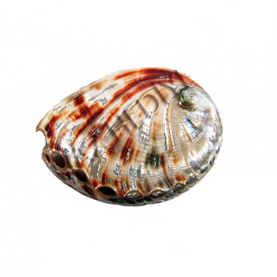 HALIOTIS RUSPENCES 3"