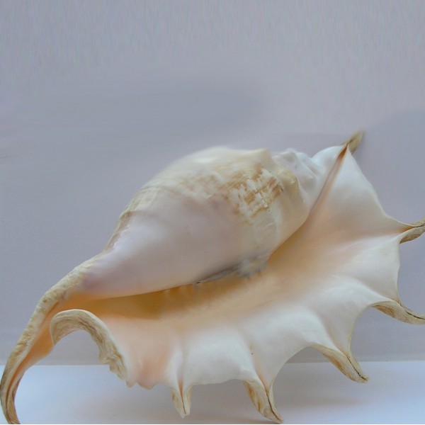 Lambis Truncata Deniz Kabuğu