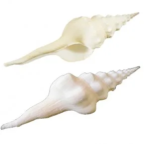 FUSINUS UNDATUS