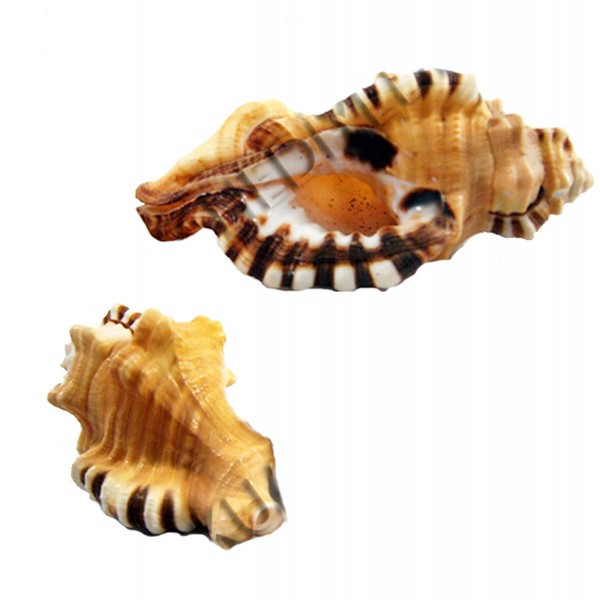 Cym. Laturium Deniz Kabuğu