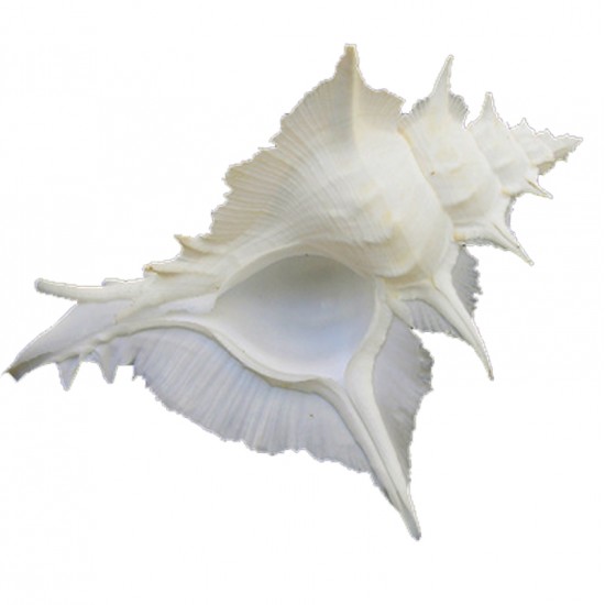 MUREX ALABASTER 5"