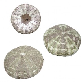 DENİZ KESTANESİ - ALFONZO