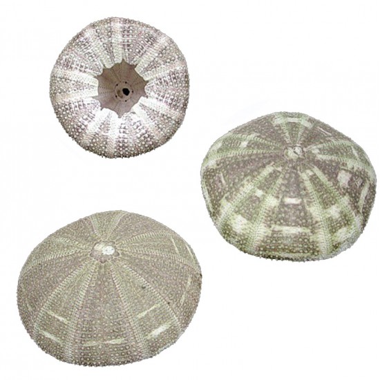 DENİZ KESTANESİ - ALFONZO