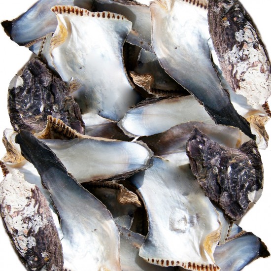 AMERICAN OYSTER 