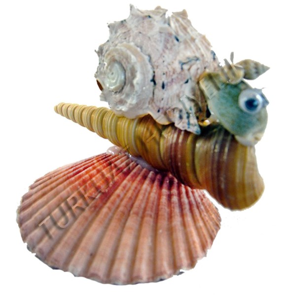 Salyangoz Biblo