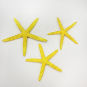 DENİZ YILDIZI-(SARI) 4"-5"                                 