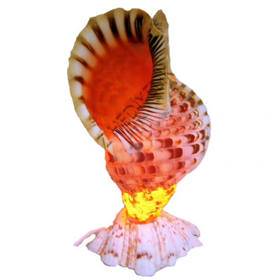 TRİTON LAMBA-XL