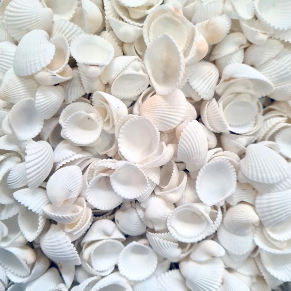 Clam Rose Cochles Deniz Kabuğu - Küçük Clam Rose Cochles Deniz Kabuğu - Küçük