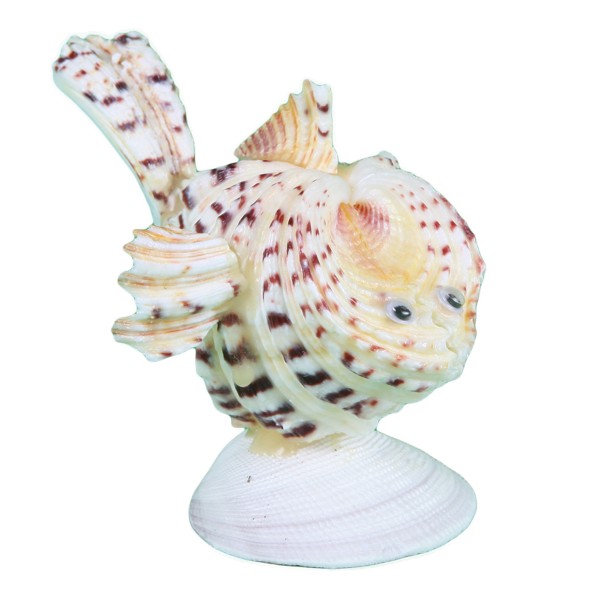 Hippopus Balık Biblo