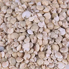 Umbinium Deniz Kabuğu - Beyaz