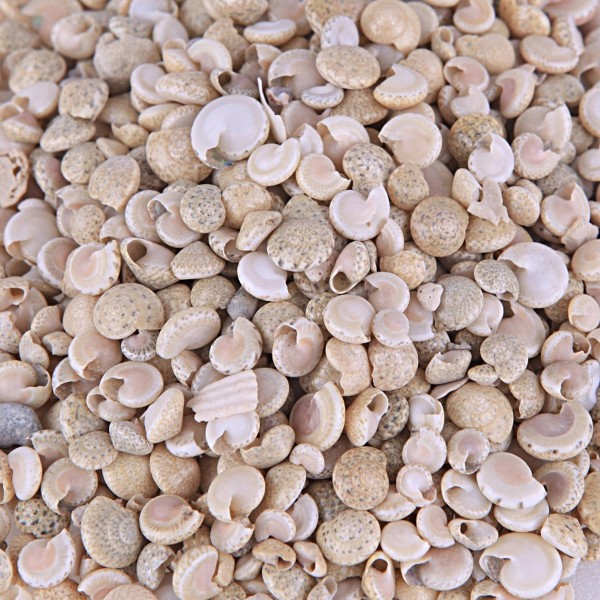 Umbinium Deniz Kabuğu - Beyaz Umbinium Deniz Kabuğu - Beyaz