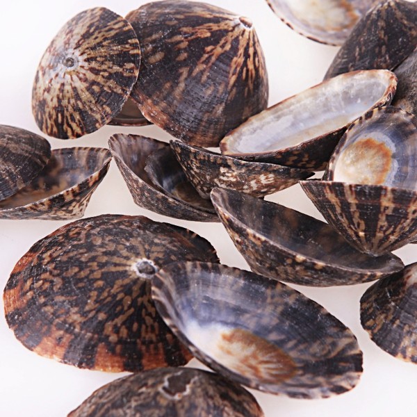 Patella Deniz Kabuğu Patella Deniz Kabuğu