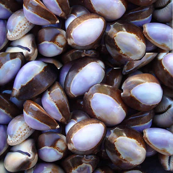 GERÇEK DENİZ KABUĞU 250 GR PAKET CYPREA CAPUTSERPENTIS-MOR