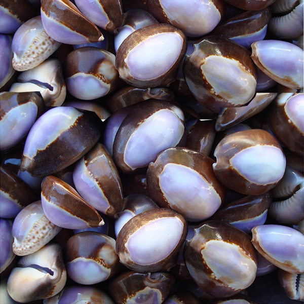 Cyprea Caputserpentis Deniz Kabuğu - Mor Cyprea Caputserpentis Deniz Kabuğu - Mor