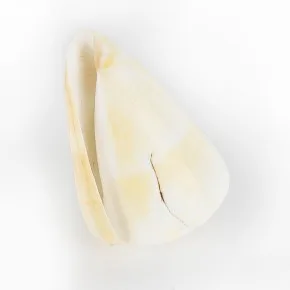 CONUS MIXED
