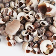 DENİZ KABUĞU 500 GR PAKET MOONSHELL-BROWN