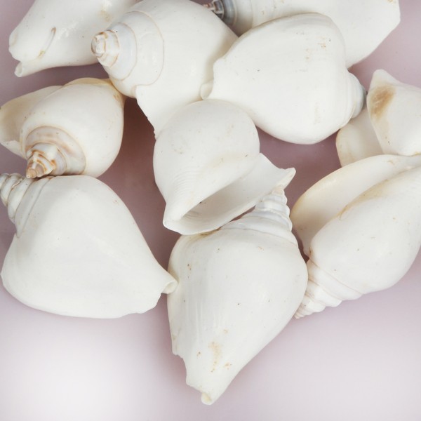 Strombus Canarium Deniz Kabuğu - Beyaz - 500 g Paket Strombus Canarium Deniz Kabuğu - Beyaz - 500 g Paket