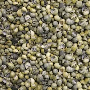 DENIZ KABUGU 500 GR PAKET MINI MONGO SHELL