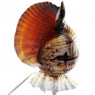 TUNA KABUK LAMBA-YUNUS