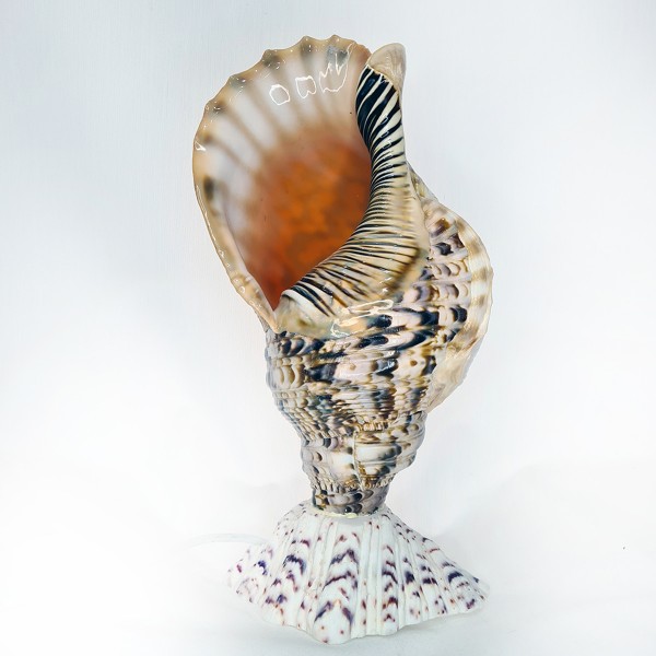 Triton Lamba - Orta