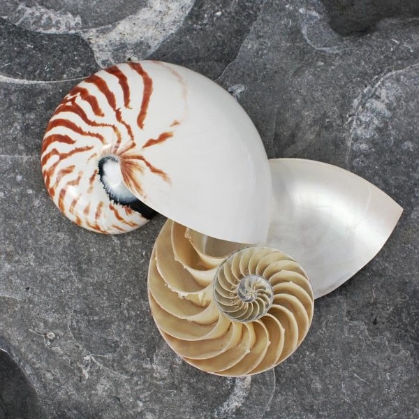 Odacıklı Nautilus Kesik Deniz Kabuğu - Naturel 6 inç Odacıklı Nautilus Kesik Deniz Kabuğu - Naturel 6 inç