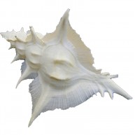 MUREX ALABASTER 5"