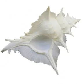 MUREX ALABASTER 5