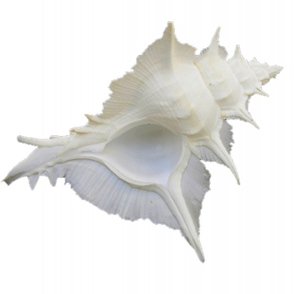 Murex Alabaster Deniz Kabuğu - 5 inç