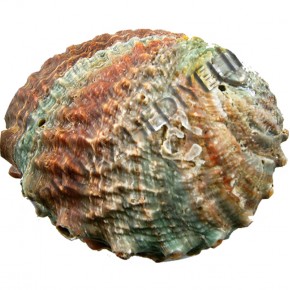 HALIOTIS CORRUGATA  5"-6"