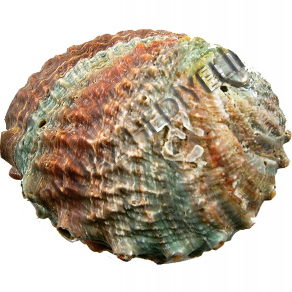 Haliotis Corrugata Deniz Kabuğu - 5–6 inç