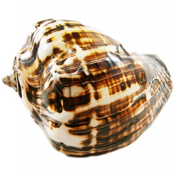 Fiber Conch Deniz Kabuğu